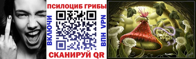 дарнет шоп  Ленинск-Кузнецкий  Галлюциногенные грибы Psilocybe 